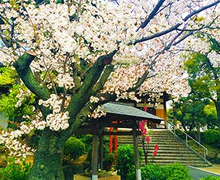 廣智寺霊園の桜